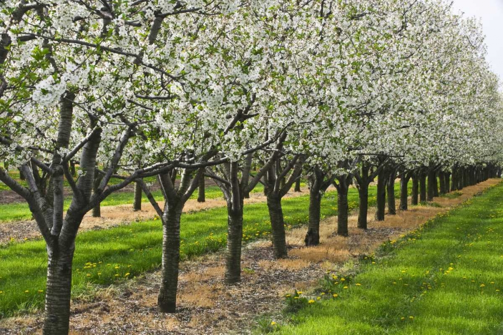 Wall Art Painting id:128488, Name: Canada, Ontario Apple orchard in bloom, Artist: Grandmaison, Mike