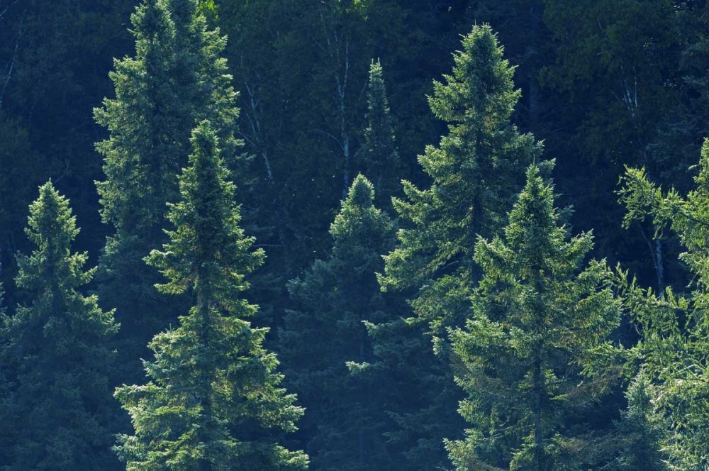 Wall Art Painting id:128708, Name: Canada, Algonquin PP Black spruce trees backlit, Artist: Grandmaison, Mike