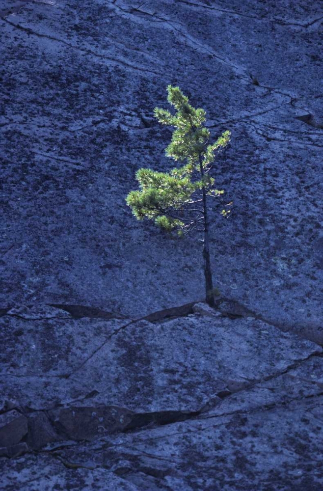 Wall Art Painting id:128584, Name: Canada, Ontario Pine tree growing in a rock, Artist: Grandmaison, Mike