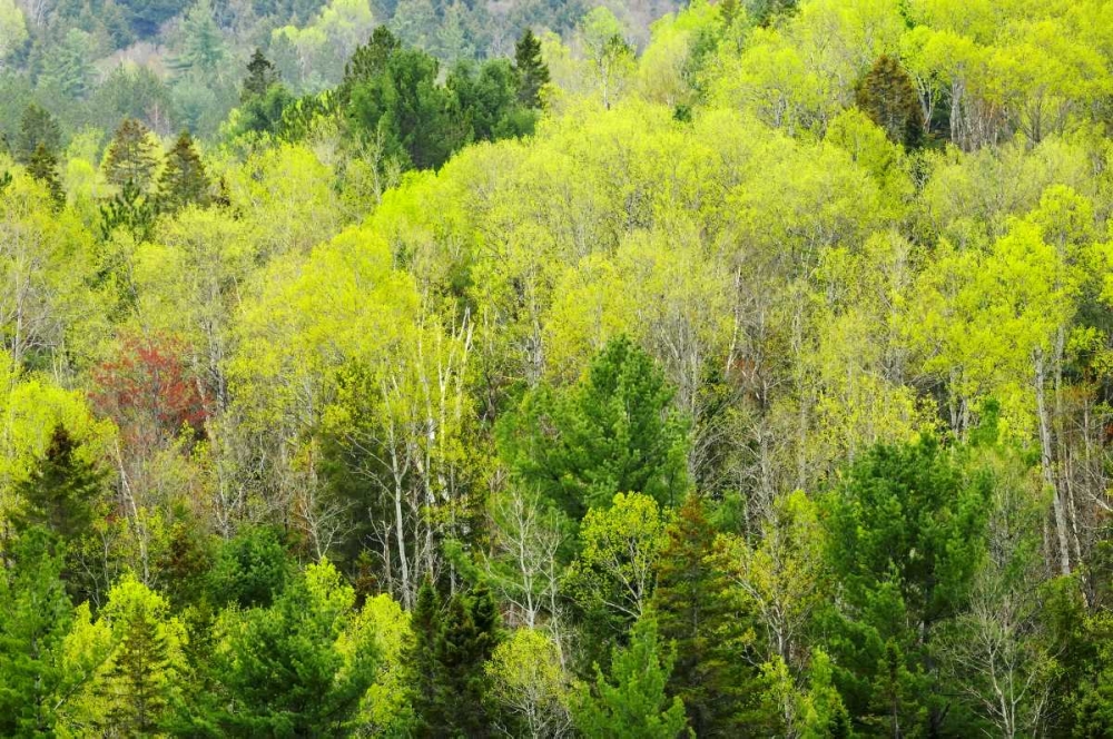 Wall Art Painting id:128567, Name: Canada, Ontario, Rosseau Mixed-wood forest, Artist: Grandmaison, Mike