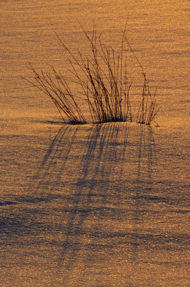 Wall Art Painting id:128577, Name: Canada, Ontario, Hope Bay Grasses at sunset, Artist: Grandmaison, Mike