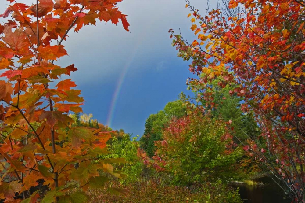 Wall Art Painting id:128624, Name: Canada, Ontario Rainbow and maples in autumn, Artist: Grandmaison, Mike