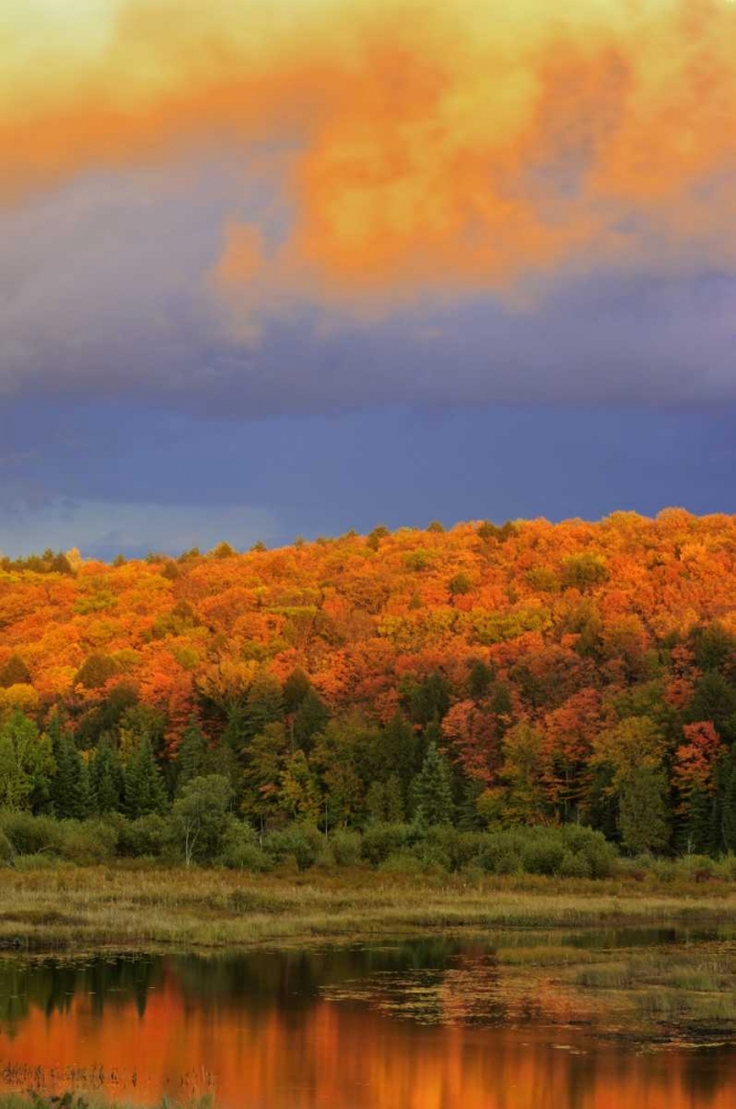 Wall Art Painting id:128659, Name: Canada, Ontario, Oxtongue Lake Sky and forest, Artist: Grandmaison, Mike