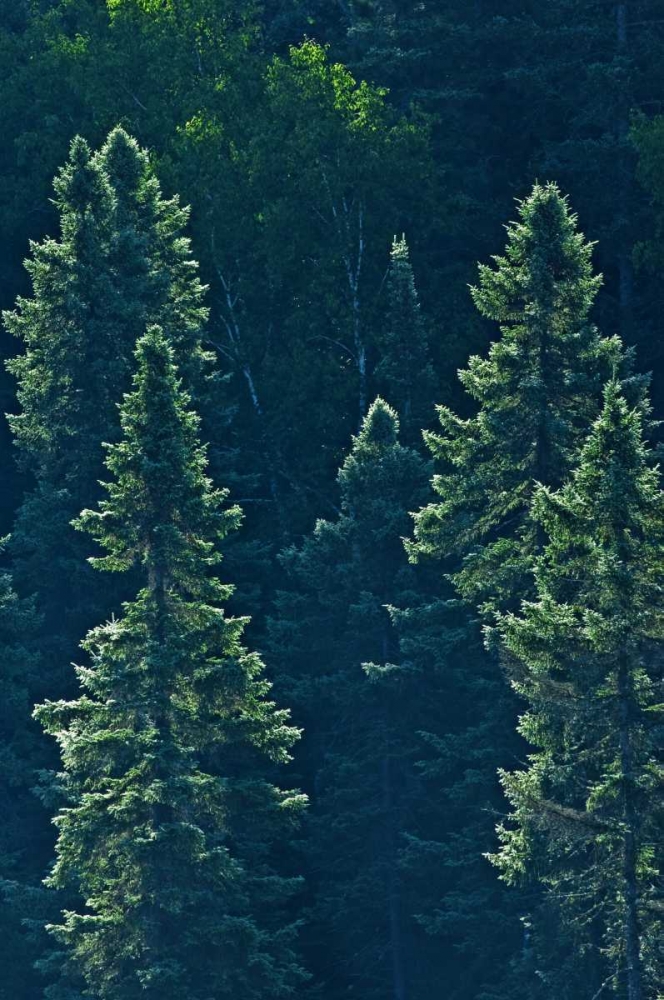 Wall Art Painting id:128710, Name: Canada, Algonquin PP Black spruce trees backlit, Artist: Grandmaison, Mike