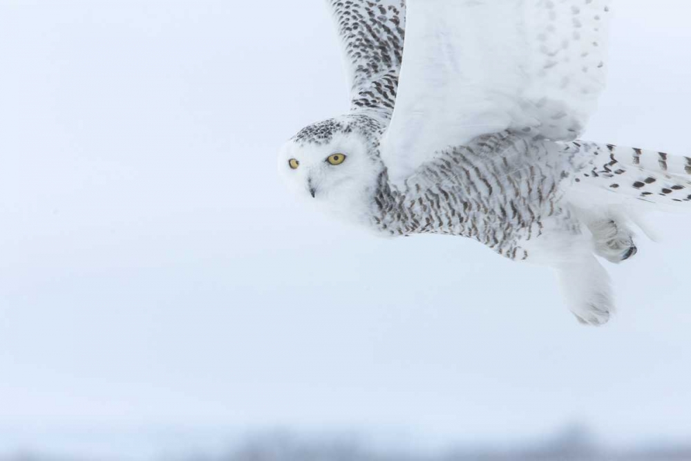 Wall Art Painting id:136690, Name: Canada, Ontario, Barrie Snowy owl in flight, Artist: Zuckerman, Jim