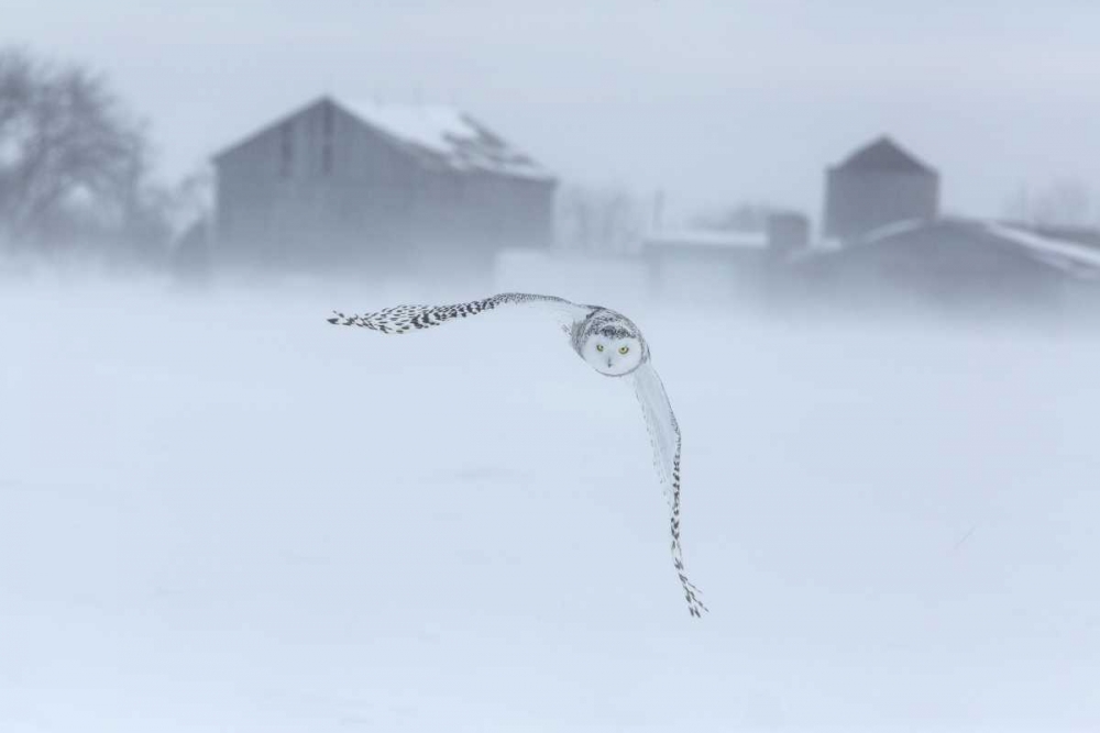 Wall Art Painting id:136685, Name: Canada, Ontario, Barrie Snowy owl in flight, Artist: Zuckerman, Jim