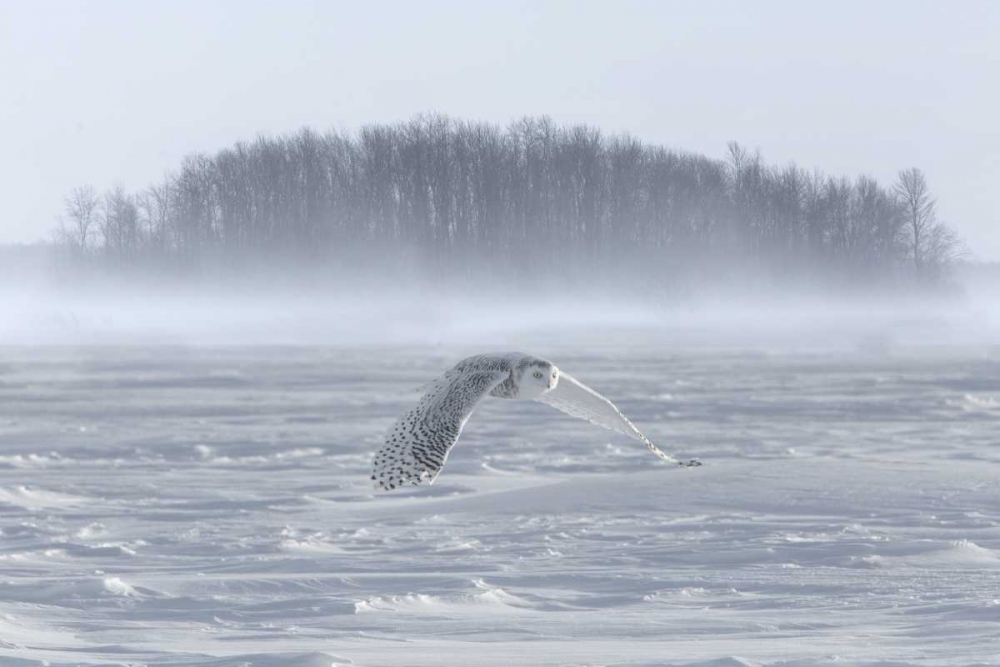 Wall Art Painting id:136686, Name: Canada, Ontario, Barrie Snowy owl in flight, Artist: Zuckerman, Jim