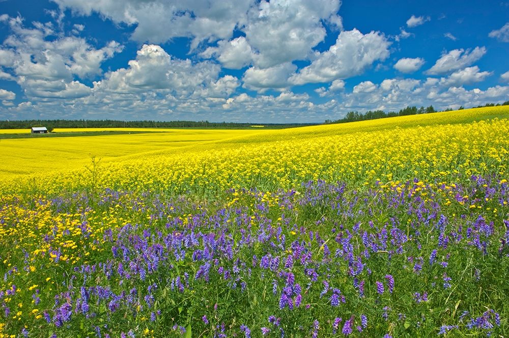 Wall Art Painting id:399947, Name: Canada-Ontario-New Liskeard Canola crop and wild vetch flowers in bloom, Artist: Jaynes Gallery