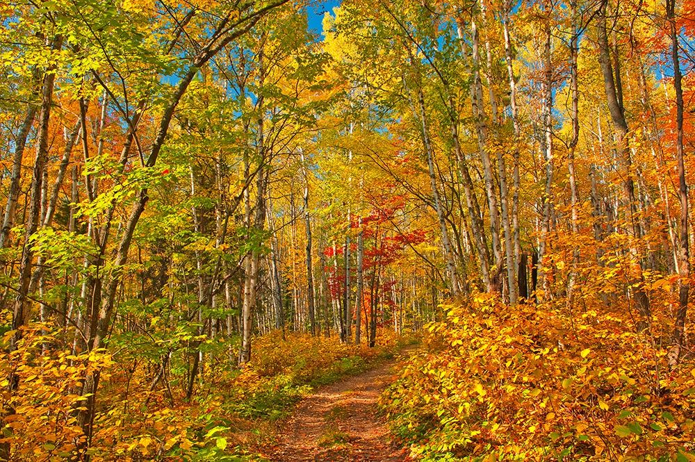 Wall Art Painting id:399988, Name: Canada-Ontario-Aubrey Falls Provincial Park-Forest trail in autumn, Artist: Jaynes Gallery