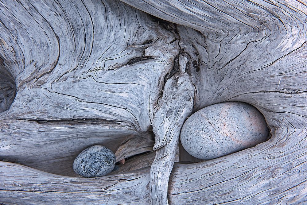 Wall Art Painting id:400001, Name: Canada-Ontario-Marathon Rocks in driftwood on Pebble Beach, Artist: Jaynes Gallery