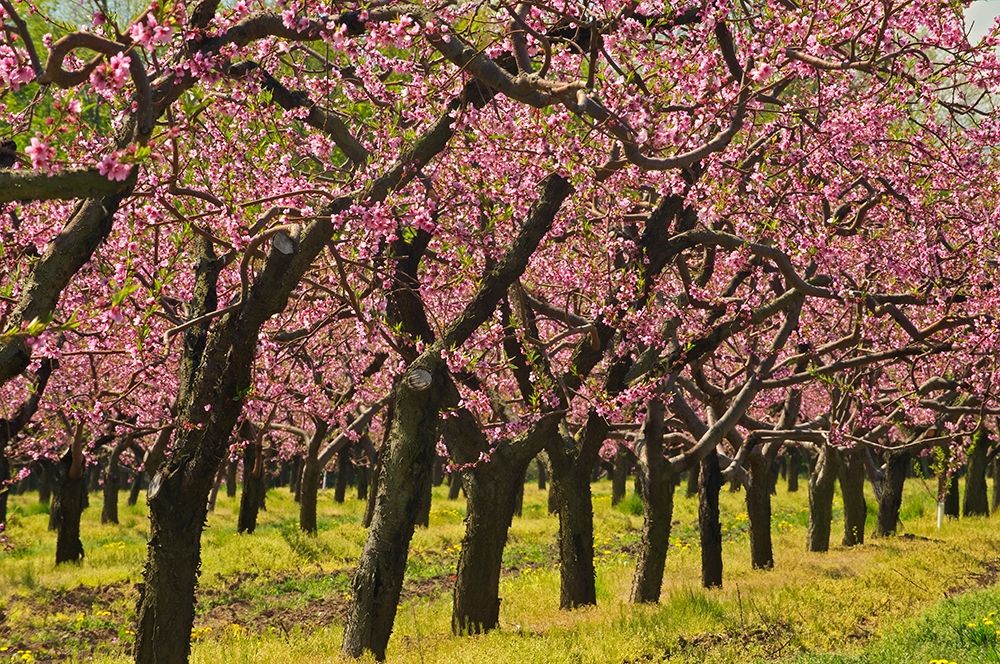 Wall Art Painting id:400004, Name: Canada-Ontario-Grimsby Peach orchard blooming in spring, Artist: Jaynes Gallery