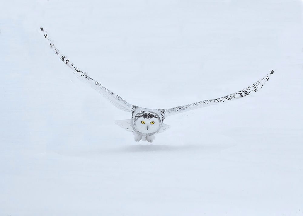 Wall Art Painting id:550039, Name: Canada- Ontario- Barrie. Female snowy owl in flight over snow., Artist: Jaynes Gallery