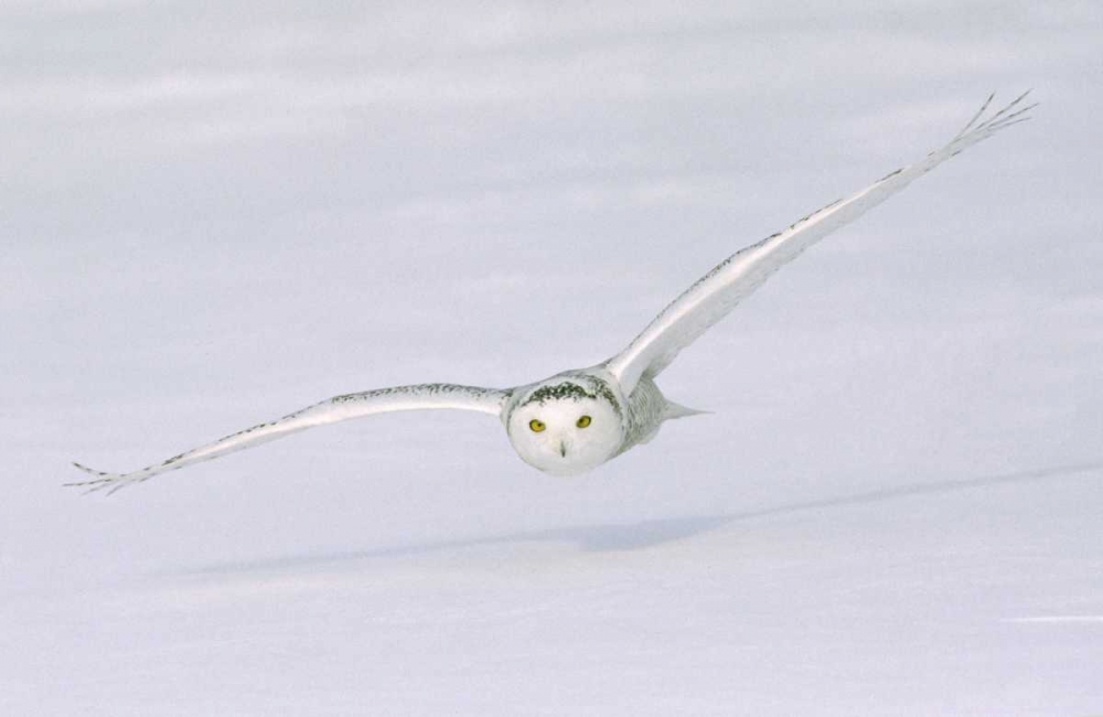 Wall Art Painting id:127298, Name: Canada, Quebec Snowy owl flies low over snow, Artist: Delisle, Gilles