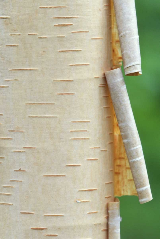 Wall Art Painting id:127344, Name: Canada, Quebec Peeling bark on paper birch tree, Artist: Delisle, Gilles