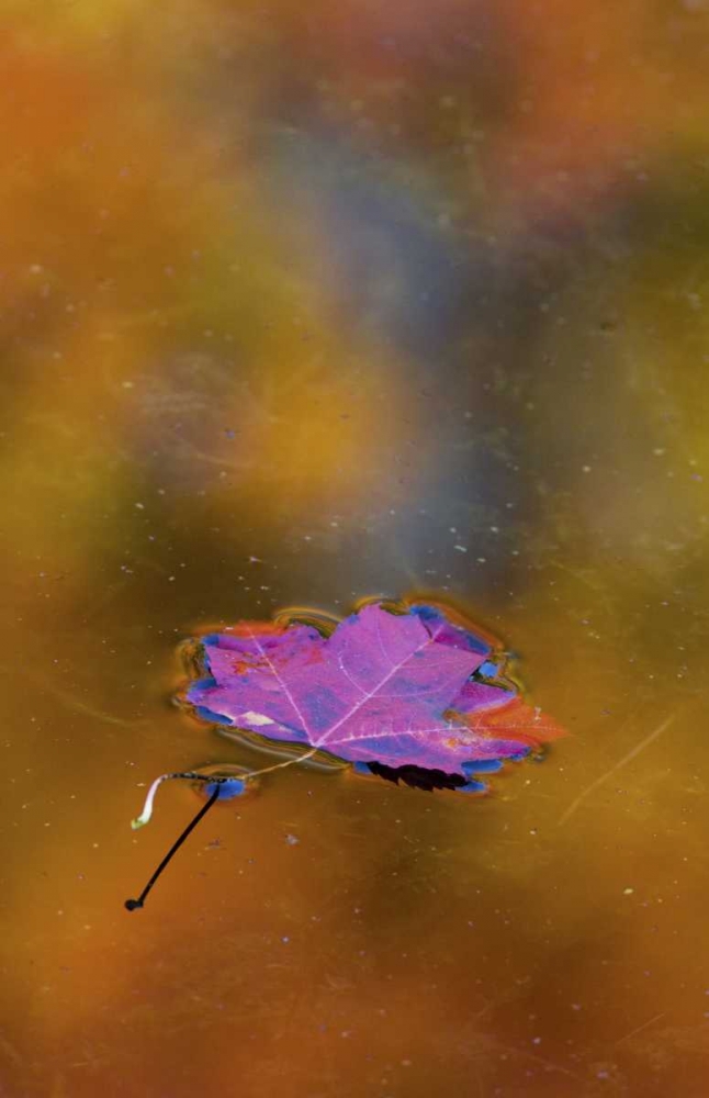 Wall Art Painting id:127241, Name: Canada, Quebec Autumn leaf on pond, Artist: Delisle, Gilles