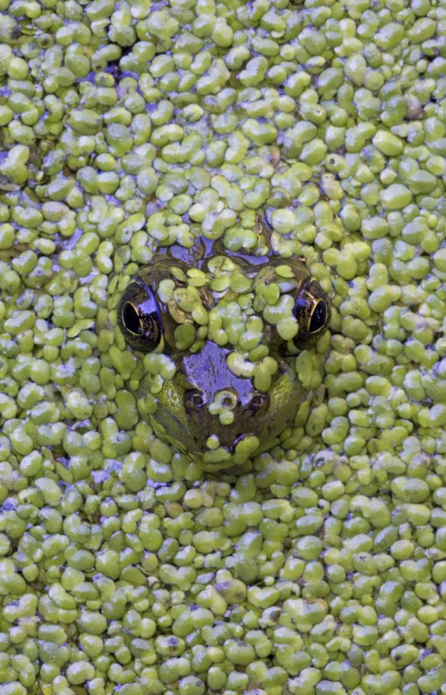 Wall Art Painting id:127296, Name: Canada, Quebec Green frog in duckweed water, Artist: Delisle, Gilles