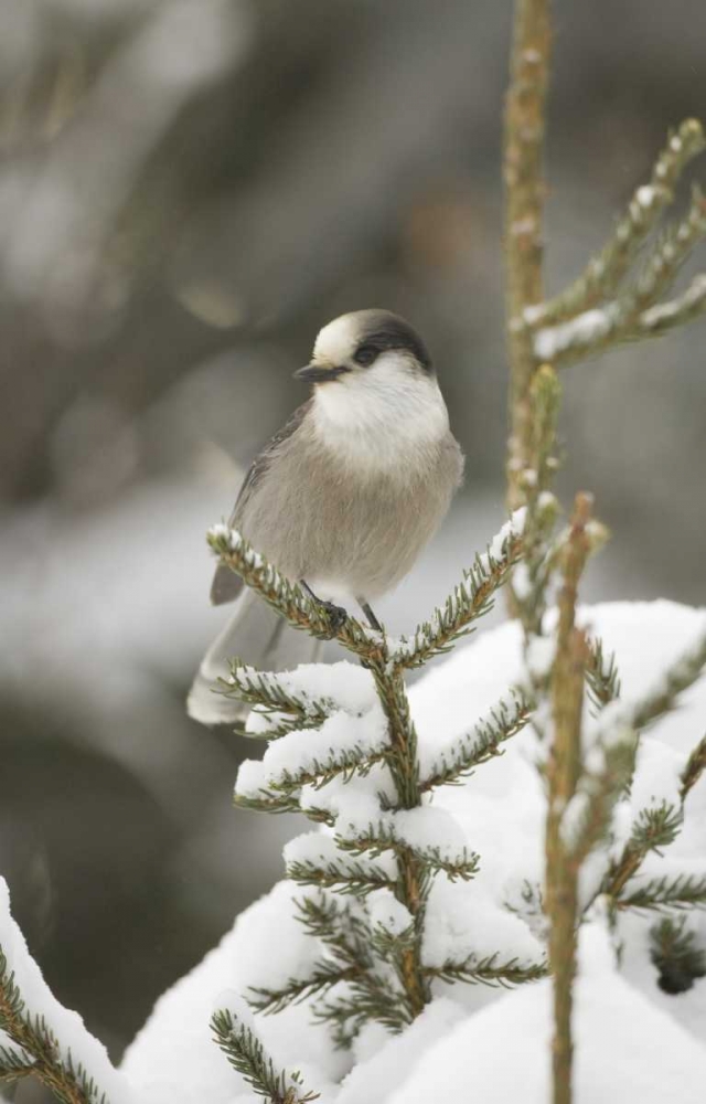 Wall Art Painting id:127324, Name: Canada, Quebec Gray jay perched on snowy pine, Artist: Delisle, Gilles