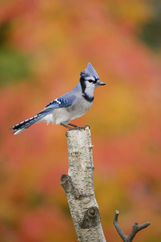 Wall Art Painting id:127264, Name: Canada, Quebec Blue jay perched on stump, Artist: Delisle, Gilles