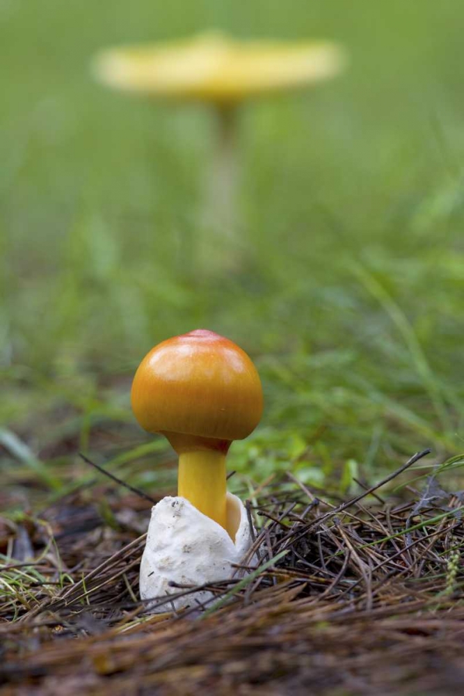 Wall Art Painting id:127330, Name: Canada, Quebec Close-up of fly agaric mushroom, Artist: Delisle, Gilles