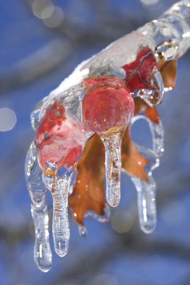 Wall Art Painting id:127349, Name: Canada, Quebec Ice-coated oak leaves after storm, Artist: Delisle, Gilles