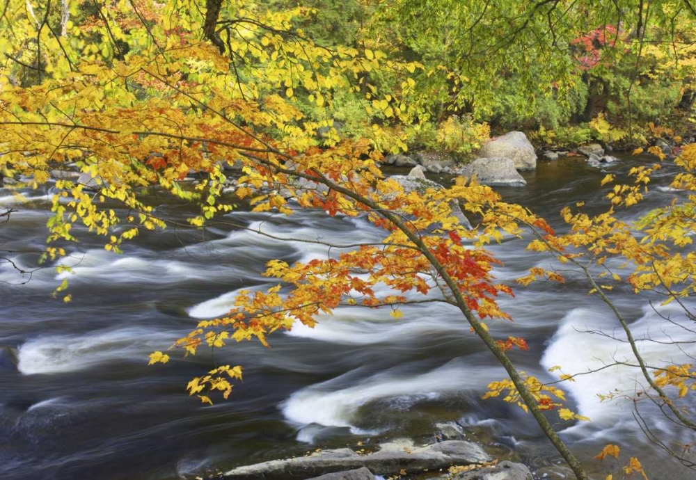 Wall Art Painting id:127315, Name: Canada, Fall maple foliage above river rapids, Artist: Delisle, Gilles