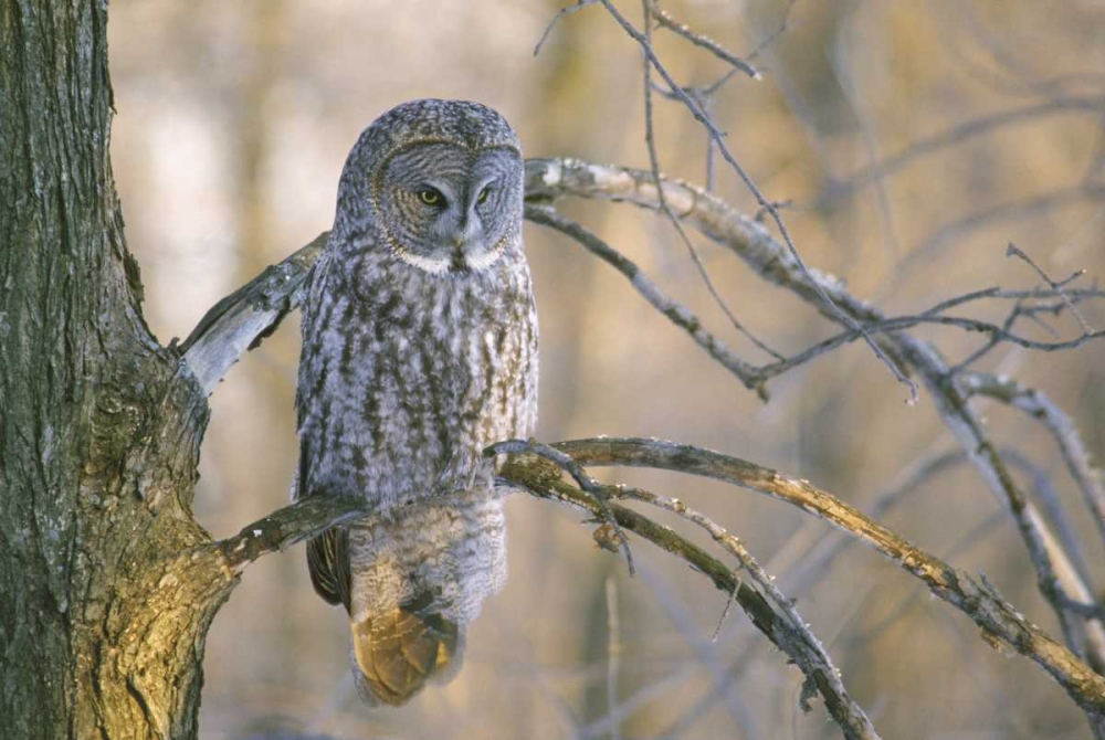 Wall Art Painting id:127260, Name: Canada, Quebec Great gray owl at sunset, Artist: Delisle, Gilles