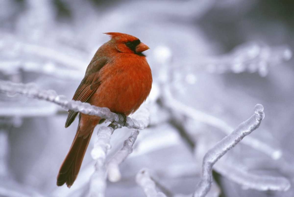 Wall Art Painting id:127328, Name: Canada, Quebec Male northern cardinal on limb, Artist: Delisle, Gilles