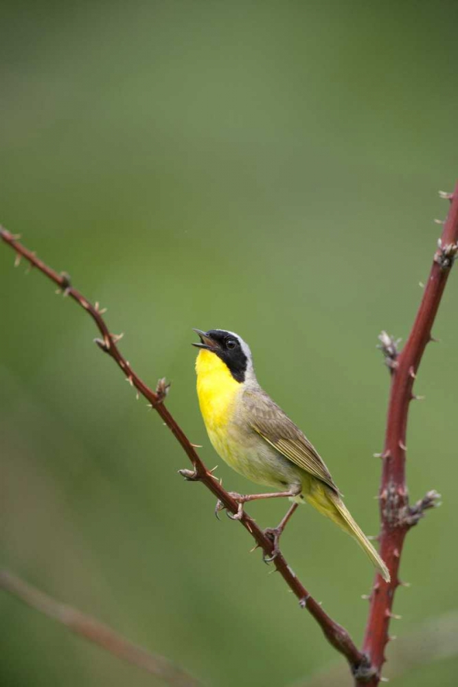 Wall Art Painting id:127280, Name: Canada, Quebec Common yellowthroat singing, Artist: Delisle, Gilles