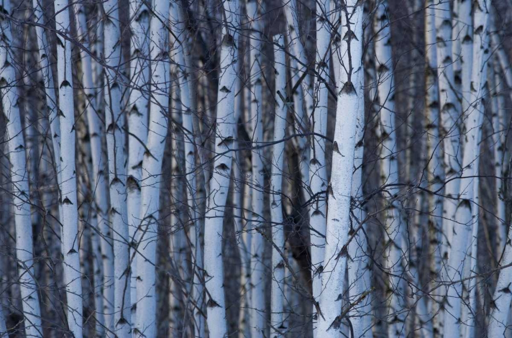 Wall Art Painting id:127299, Name: Canada, Quebec, Yamaska NP Gray birch forest, Artist: Delisle, Gilles