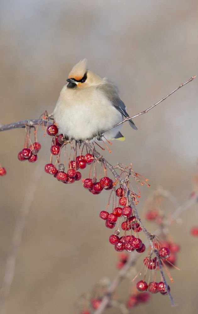 Wall Art Painting id:127300, Name: Canada, Quebec Bohemian waxwing bird on limb, Artist: Delisle, Gilles