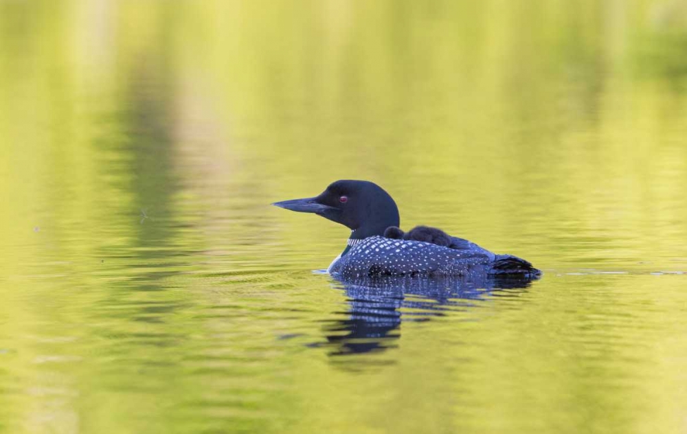 Wall Art Painting id:127341, Name: Canada, Quebec, Eastman Common loon with chick, Artist: Delisle, Gilles