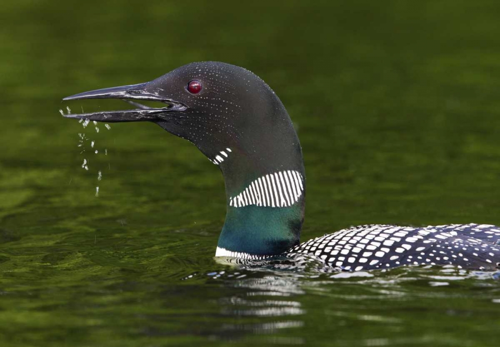 Wall Art Painting id:127282, Name: Canada, Quebec, Eastman Common loon calling, Artist: Delisle, Gilles