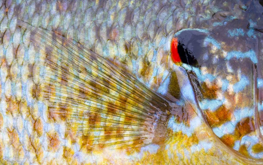 Wall Art Painting id:127263, Name: Canada, Quebec, Eastman Pumpkinseed fish, Artist: Delisle, Gilles