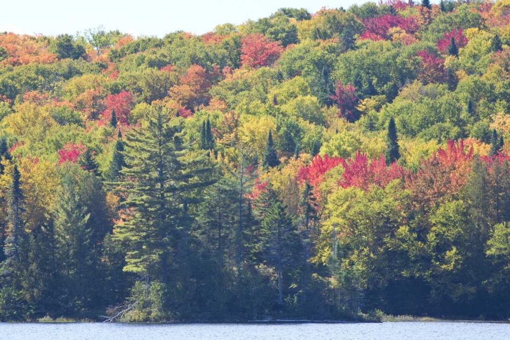 Wall Art Painting id:127314, Name: Canada, Quebec Fall colors along Lake Monroe, Artist: Delisle, Gilles