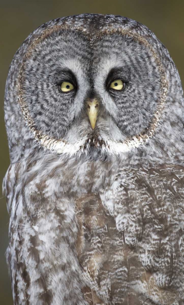 Wall Art Painting id:127351, Name: Canada, Quebec, Beauport Great gray owl close-up, Artist: Delisle, Gilles