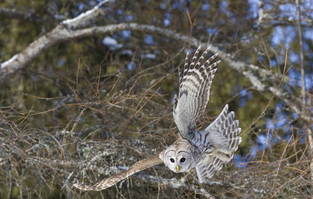 Wall Art Painting id:127331, Name: Canada, Quebec, Beauport Great gray owl flying, Artist: Delisle, Gilles