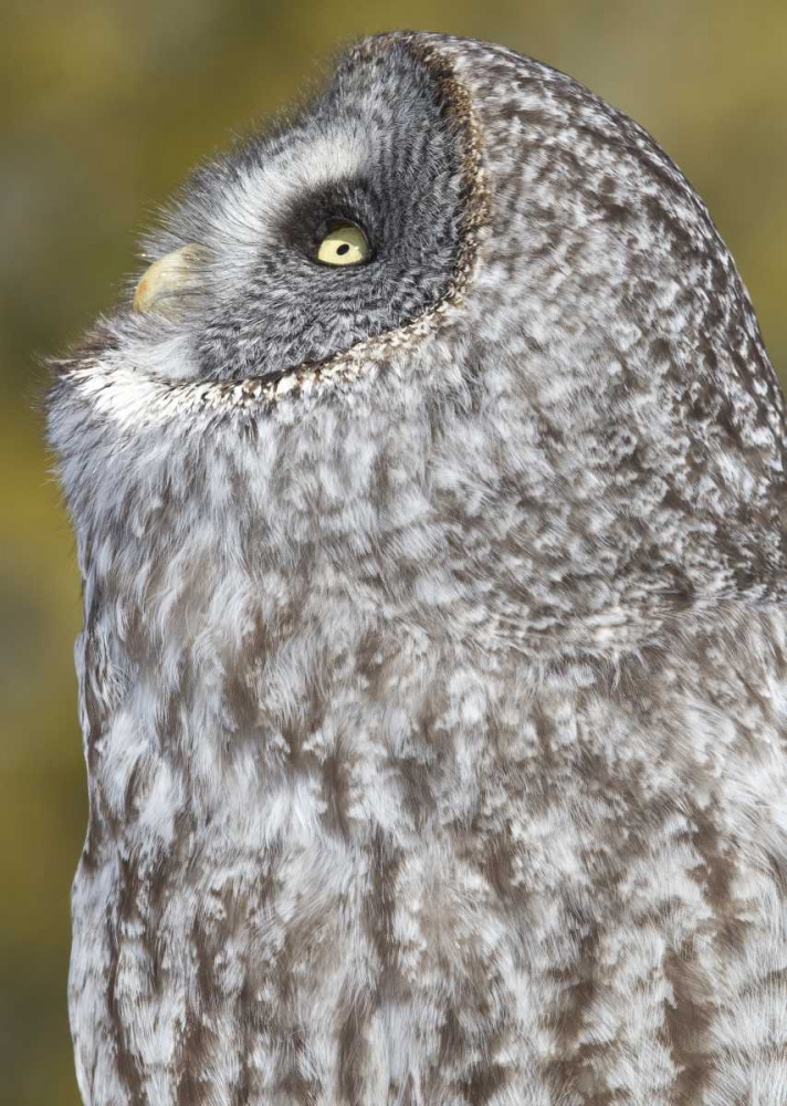 Wall Art Painting id:127257, Name: Canada, Quebec, Beauport Great gray owl, Artist: Delisle, Gilles