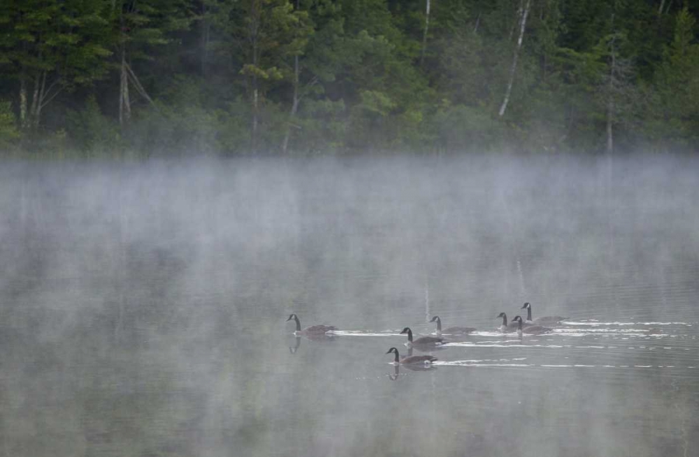 Wall Art Painting id:127240, Name: Canada, Quebec Canada geese in fog, Artist: Delisle, Gilles