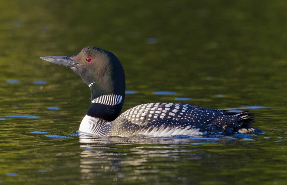 Wall Art Painting id:127301, Name: Canada, Quebec, Eastman Common loon swimming, Artist: Delisle, Gilles