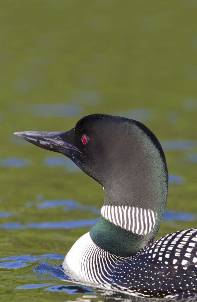 Wall Art Painting id:127302, Name: Canada, Quebec, Eastman Common loon in water, Artist: Delisle, Gilles