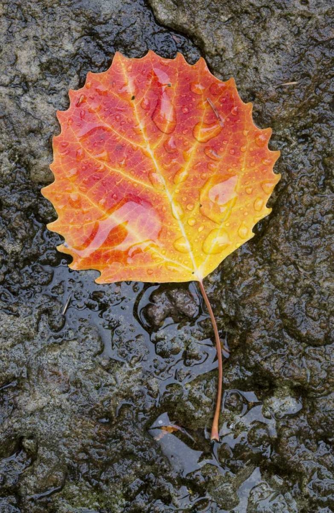 Wall Art Painting id:127338, Name: Canada, Quebec, Big tooth aspen leaf after rain, Artist: Delisle, Gilles