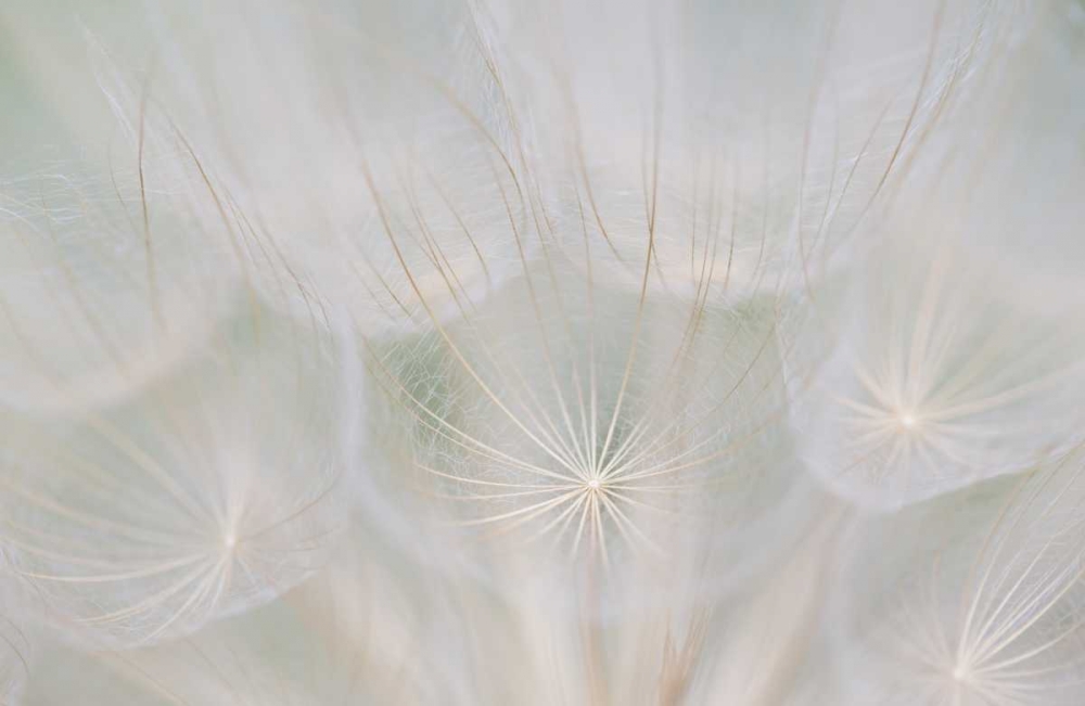 Wall Art Painting id:127244, Name: Canada, Quebec, Goats beard seed head, Artist: Delisle, Gilles
