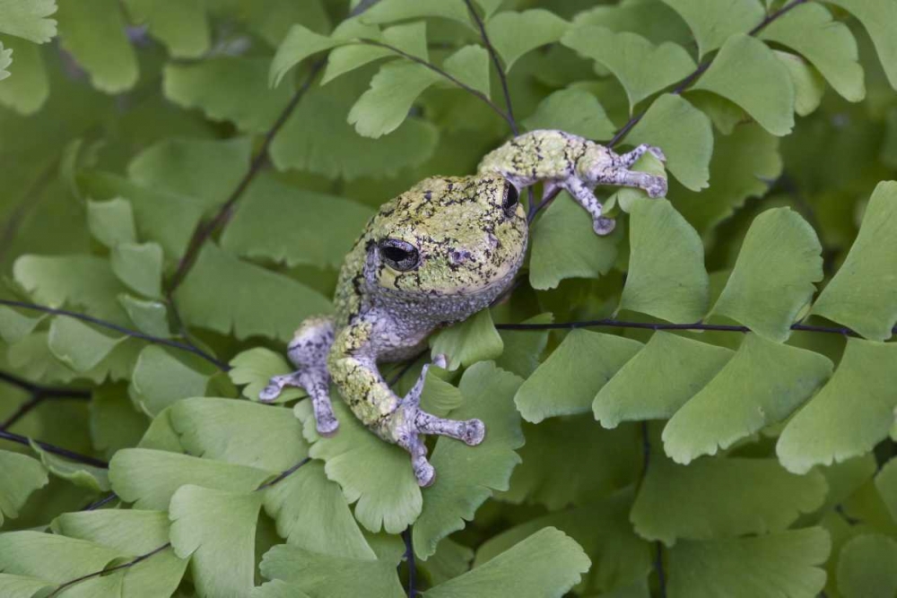 Wall Art Painting id:127362, Name: Canada, Quebec, Gray tree frog on maidenhair fern, Artist: Delisle, Gilles