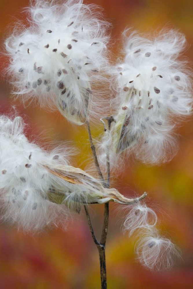 Wall Art Painting id:127261, Name: Canada, Quebec, Milkweed releasing seeds, Artist: Delisle, Gilles