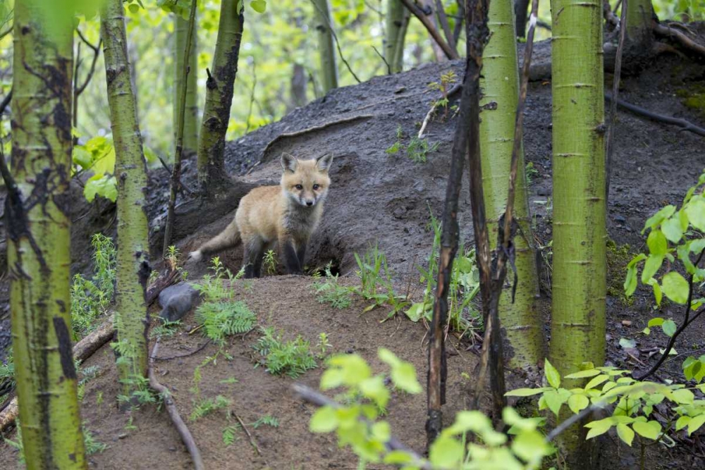 Wall Art Painting id:127360, Name: Canada, Mt St-Bruno Park Red fox kit at den site, Artist: Delisle, Gilles