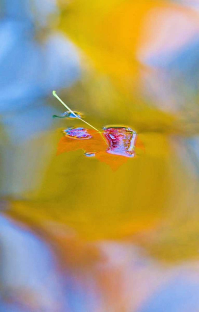 Wall Art Painting id:127312, Name: Canada, Quebec, Red maple leaf on autumn pool, Artist: Delisle, Gilles