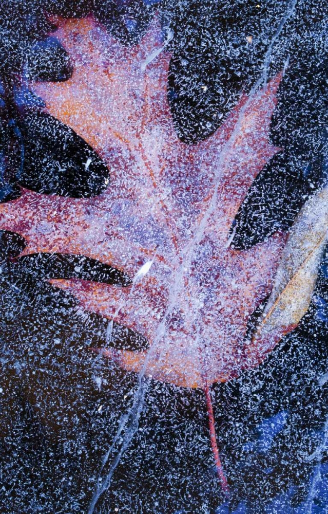 Wall Art Painting id:127279, Name: Canada, Quebec, Red oak leaf under lake ice, Artist: Delisle, Gilles