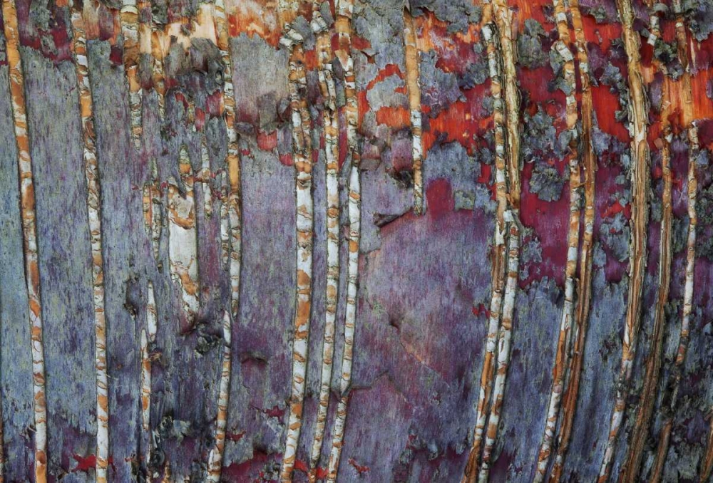 Wall Art Painting id:127337, Name: Canada, Quebec White birch root bark patterns, Artist: Delisle, Gilles