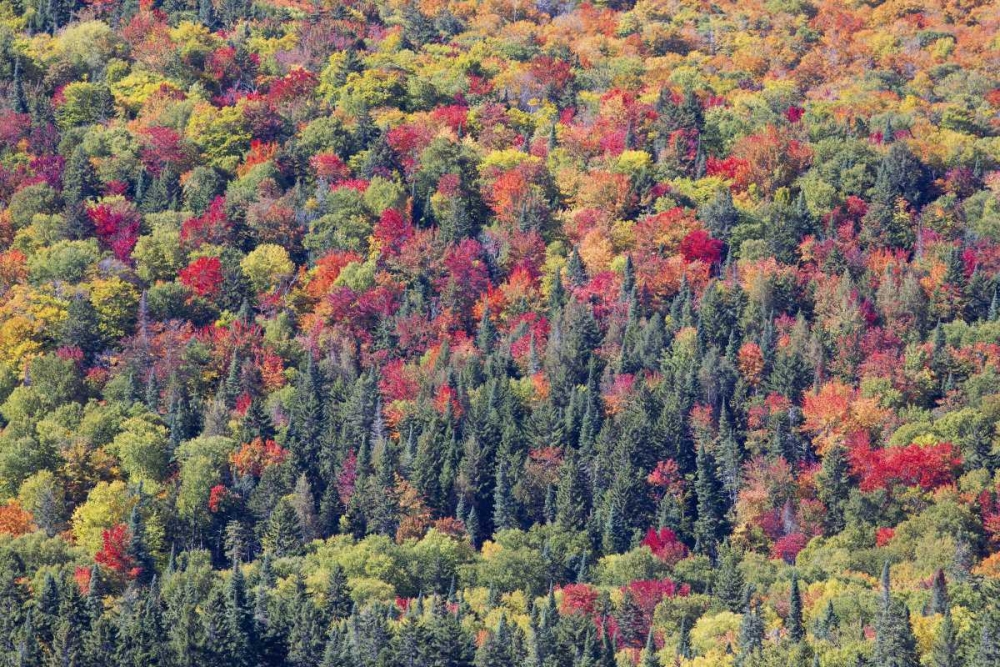 Wall Art Painting id:127268, Name: Canada, Mount Tremblant NP Forest in fall, Artist: Delisle, Gilles