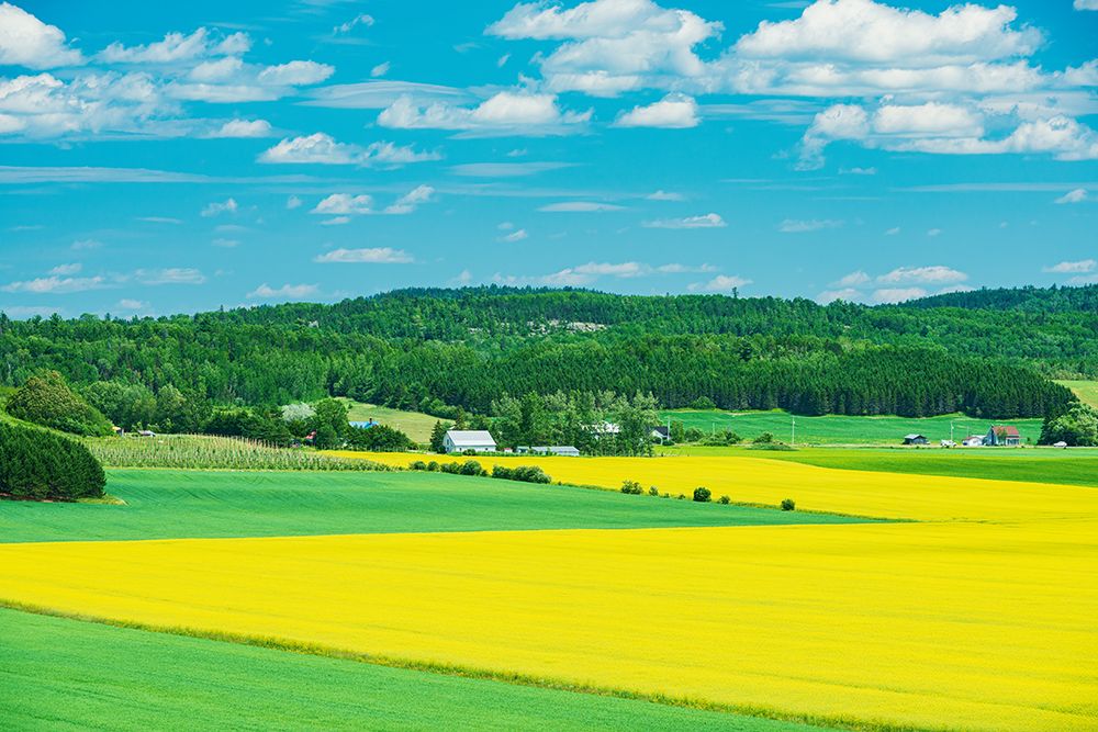 Wall Art Painting id:603934, Name: Canada-Quebec-St-Bruno-de-Guigues. Yellow canola crops on farm., Artist: Jaynes Gallery